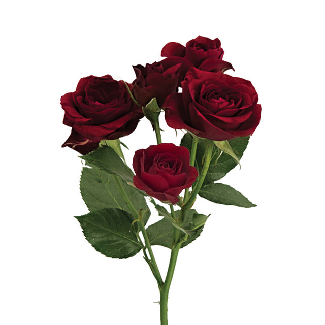 Rubicon Red Spray Rose | Sami Sacha Flowers
