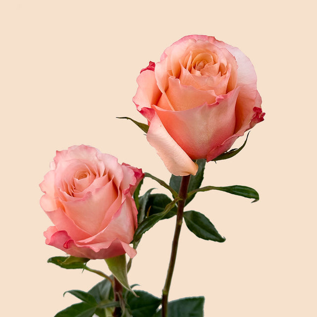 Fascination Garden Rose | Sami Sacha Flowers