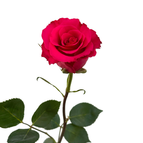 Jacaranda Rose