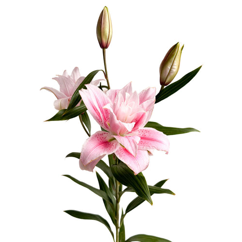 Rose Lilies Isabella