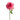 Sweet Unique Rose