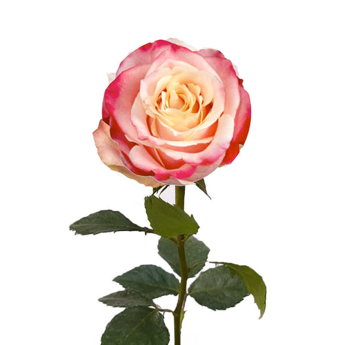 3D Rose
