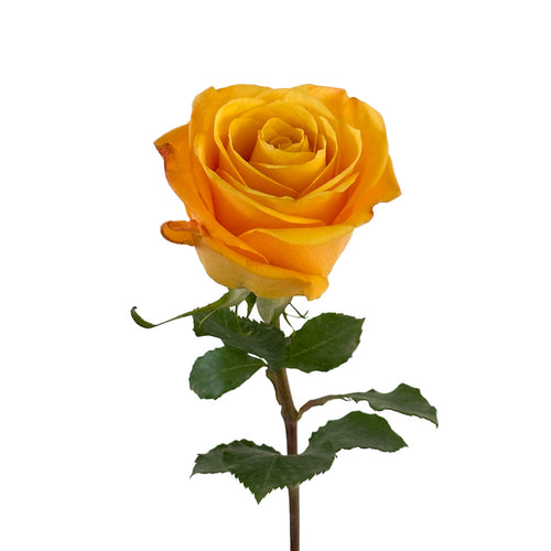 Bumblebee Rose