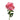 Carrousel Rose