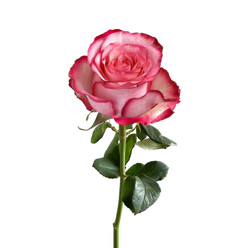 Carrousel Rose