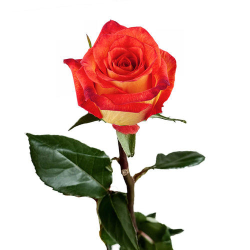 Dakar Rose