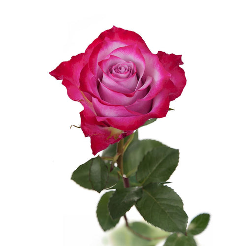 Deep Purple Rose