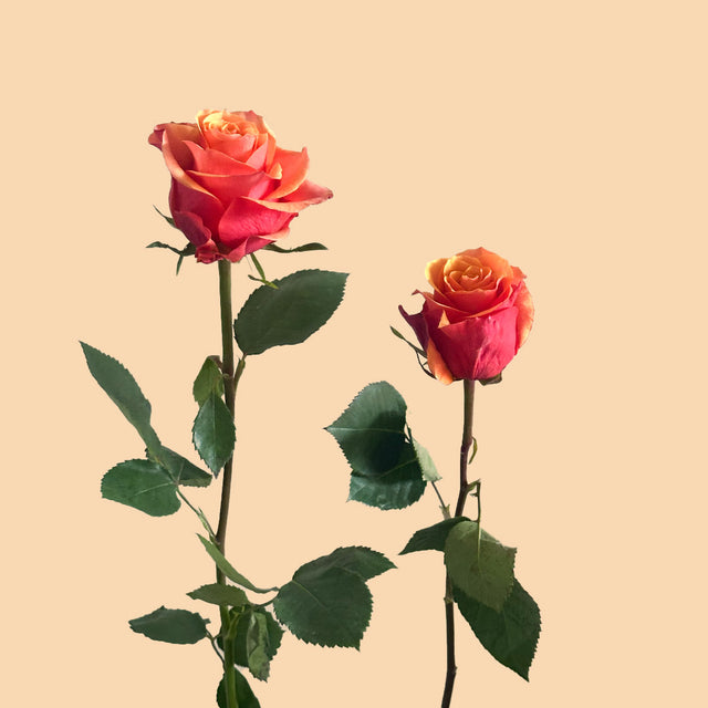 España Rose | Sami Sacha Flowers