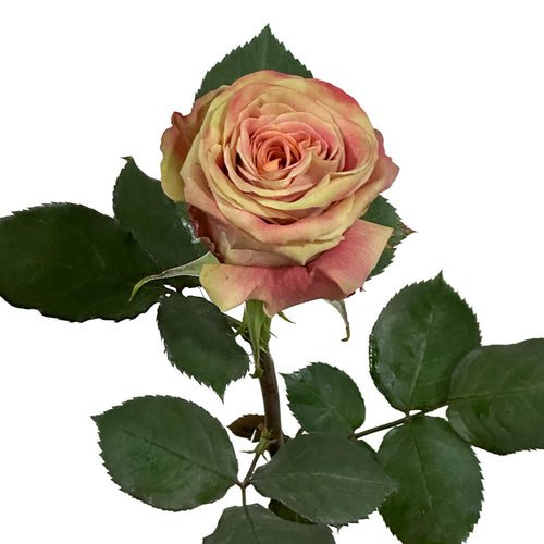 Funky Soul Garden Rose