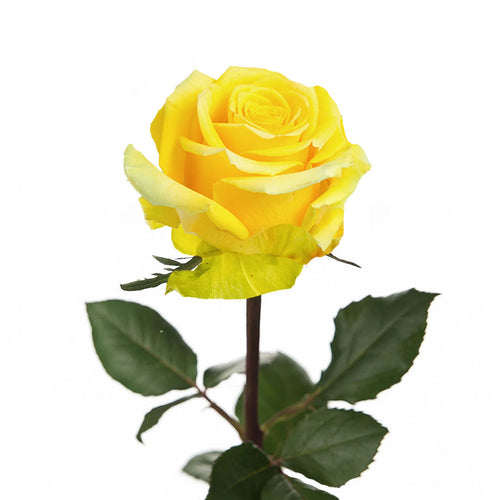 High & Yellow Rose