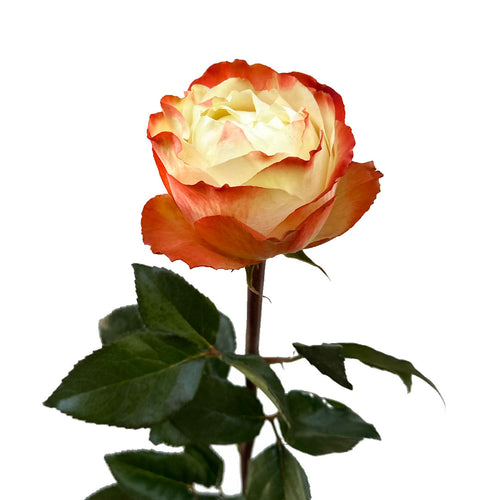 Karma Garden Rose