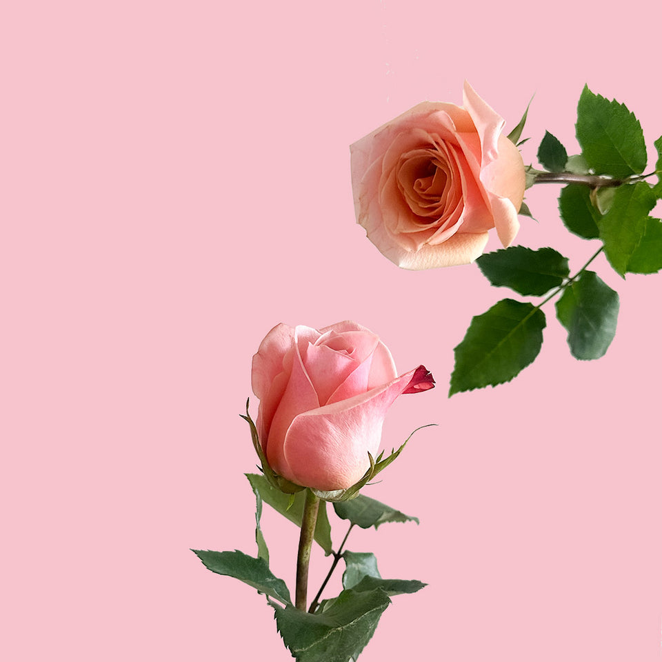 Havana Rose | Sami Sacha Flowers