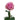 Scandal Rose