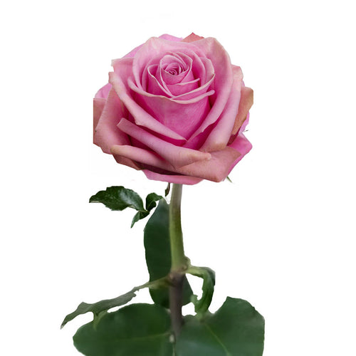 Scandal Rose