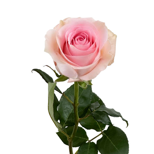Luciano Rose