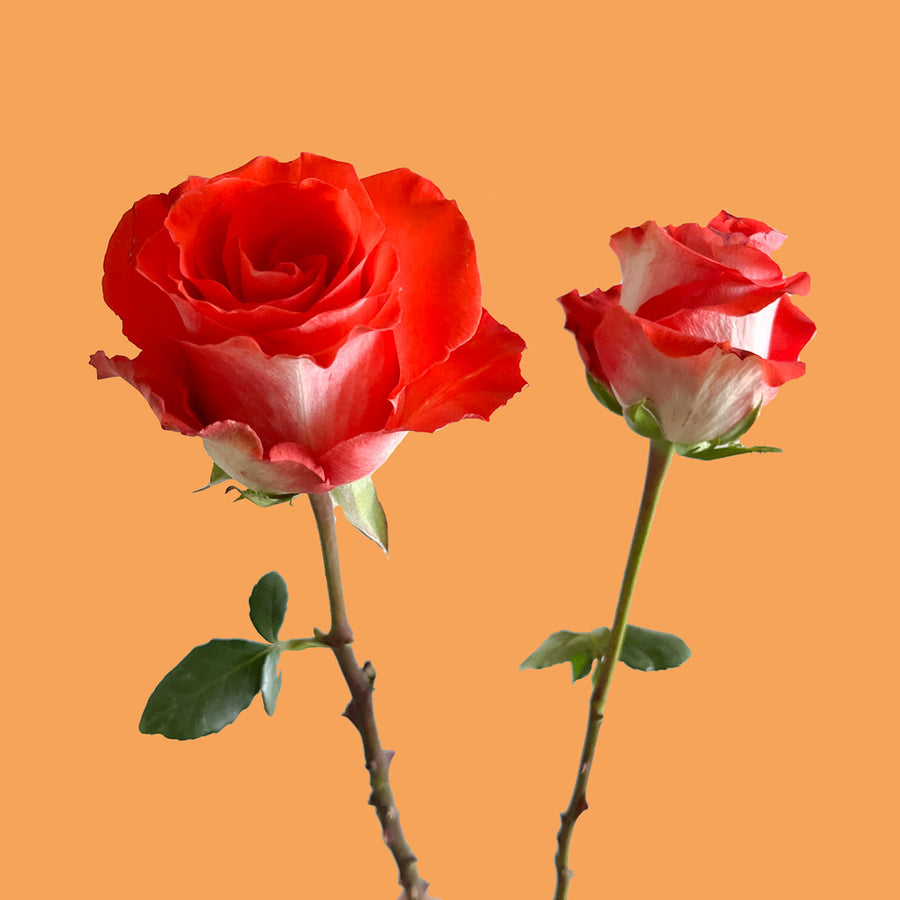 Mosaico Rose