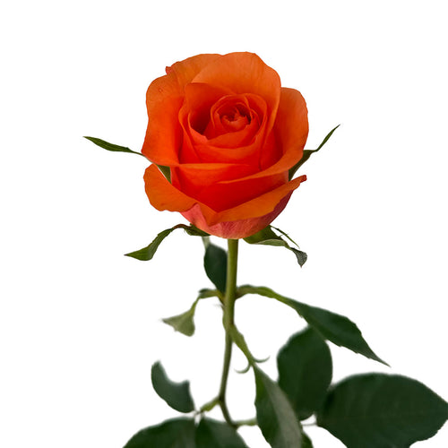 Joy Roses