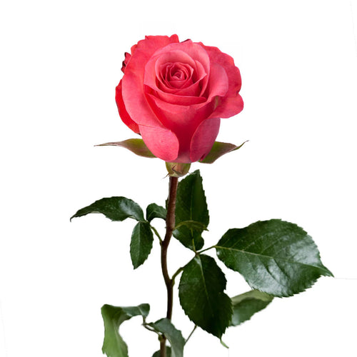 Satina Rose
