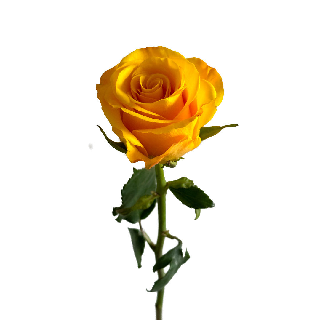 Super Sun Rose | Sami Sacha Flowers