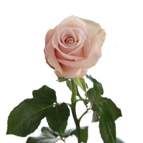Sweet Escimo Rose