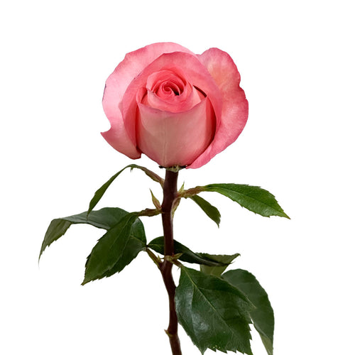Sweet Mama Rose