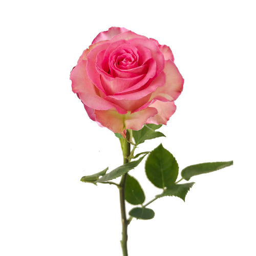 Sweet Unique Rose