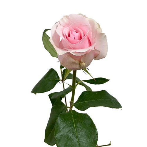 Titanic Rose
