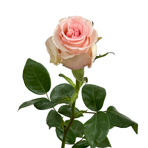 Unforgiven Rose