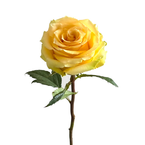 Zanzibar Rose