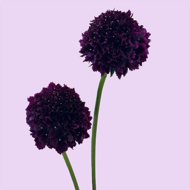 Dark Purple Scabiosa | Sami Sacha Flowers