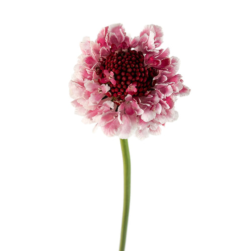 Raspberry Ripple Scabiosa
