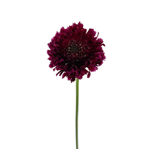 Merlot Bon Bon Scabiosa