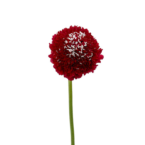 Red Apple Scabiosa
