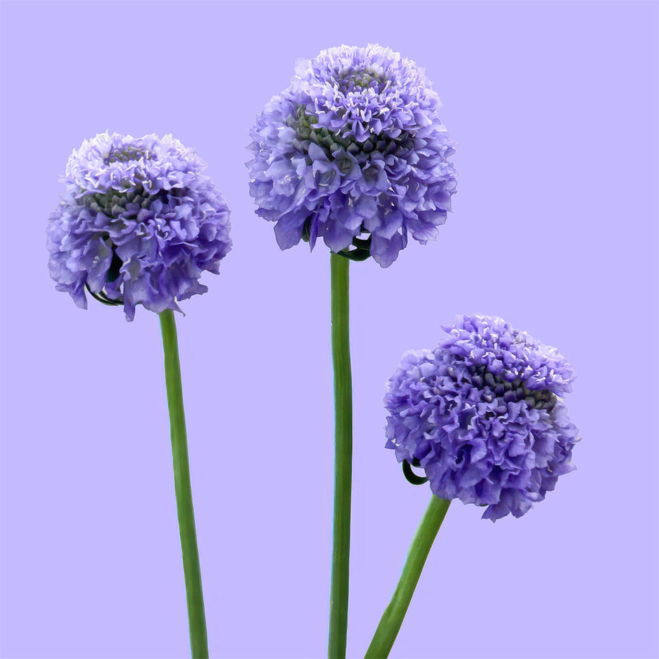 TeaBerry Scabiosa | Sami Sacha Flowers