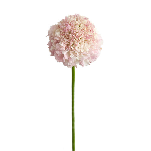 Vanilla Scabiosa