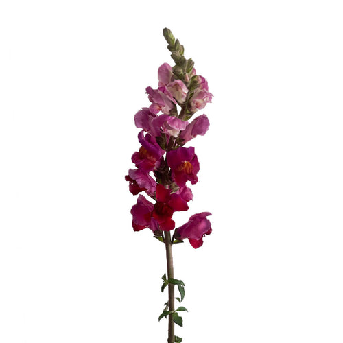Burgundy Snapdragon