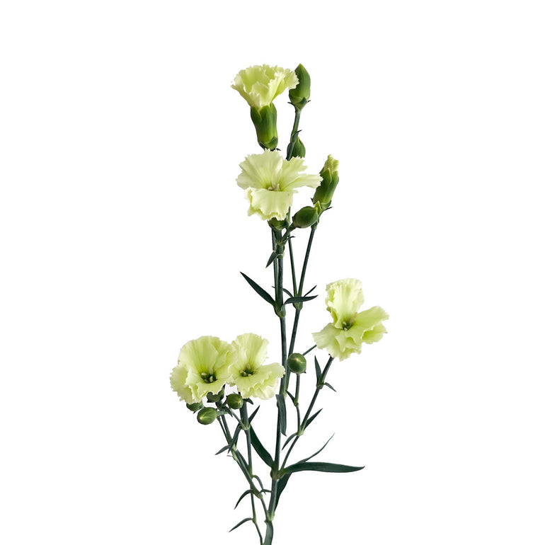 Solomio | Sami Sacha Flowers