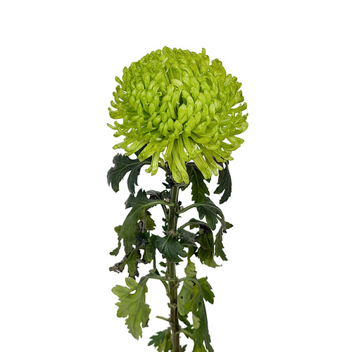 Ofir Spider Mums
