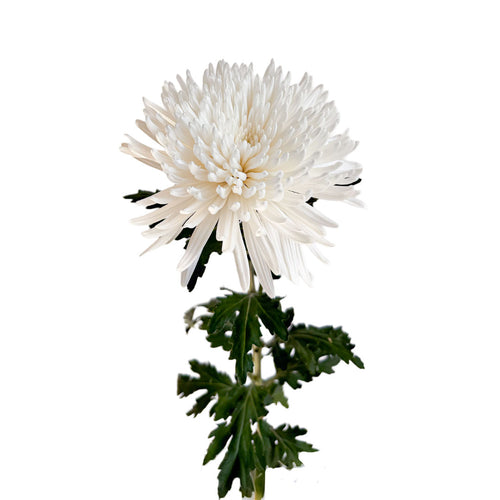 Top Spin Spider Mums