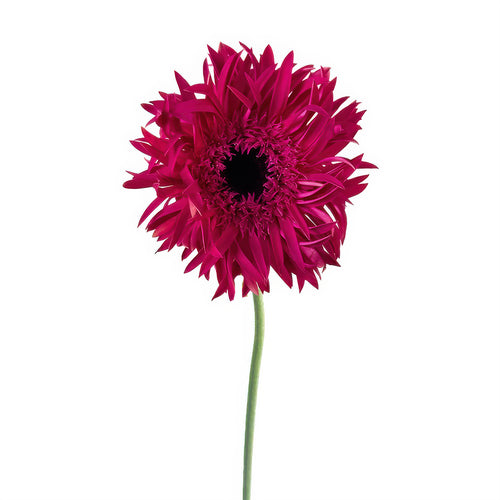 Mini Gerbera Spider Score