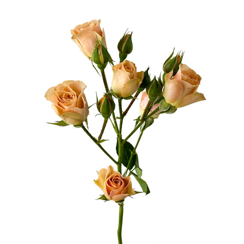 Apricot Spray Rose