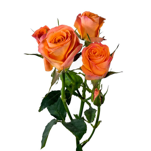 Orange Star Spray Rose