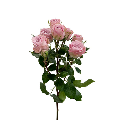 Cozumel Spray Rose