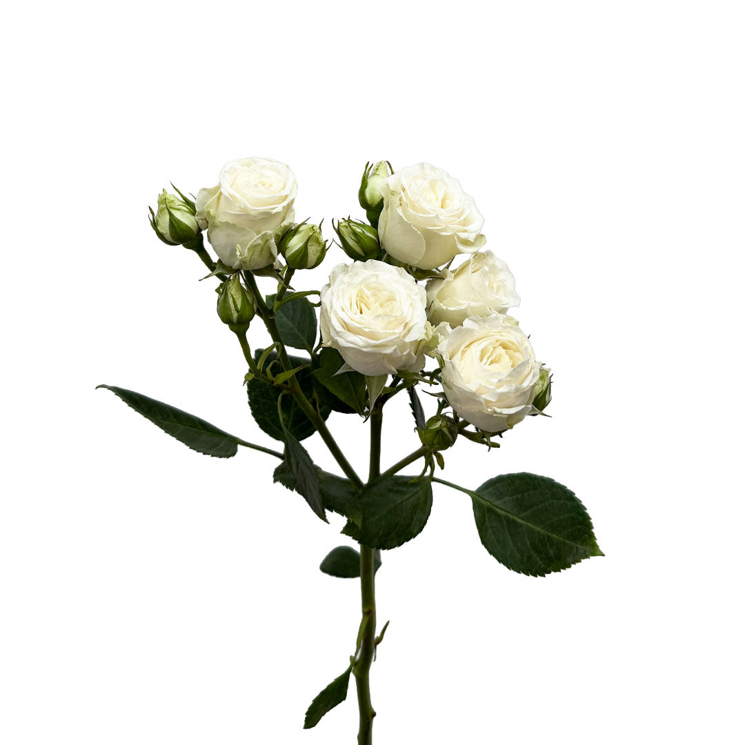 Mykonos Spray Rose | Sami Sacha Flowers