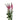 Spray Veronica Pink