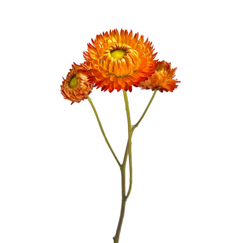 Orange Straw Flower