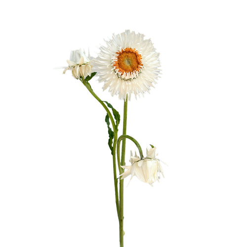 White Straw Flower