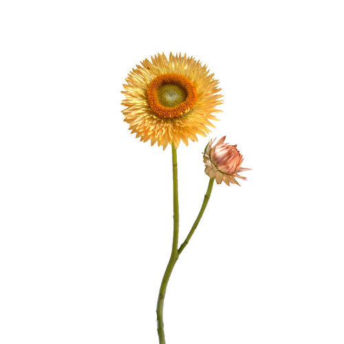 Yellow Straw Flower