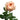 Tip Top Garden Rose