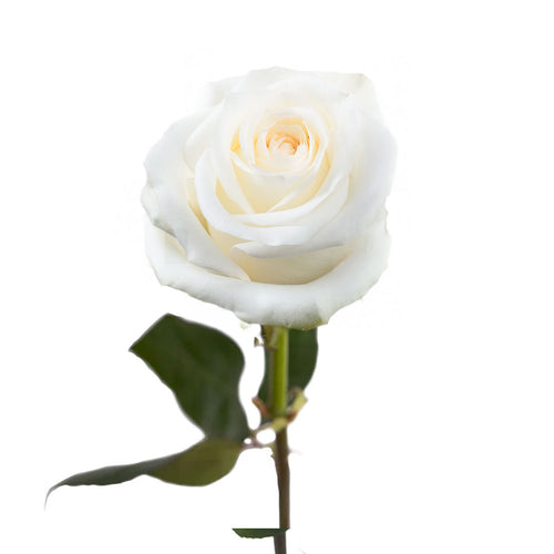 Tibet Rose